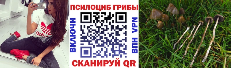 купить закладку  Грайворон  Галлюциногенные грибы Magic Shrooms 